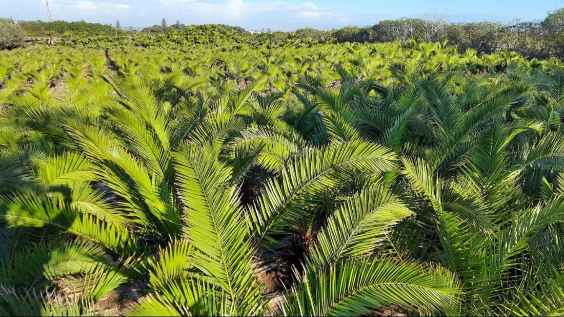 Palmeraie 2 Hébergement de vacances